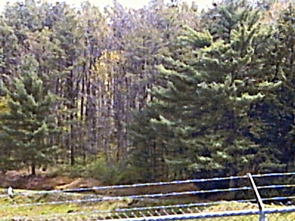 tioga forest