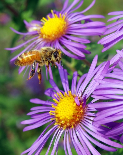 Bee Landing
