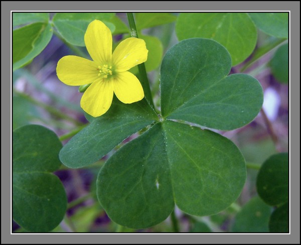 The Blossom And Clover Leaf