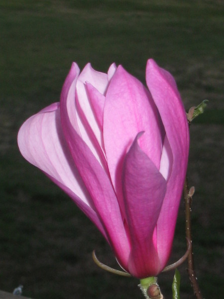Magnolia Jane