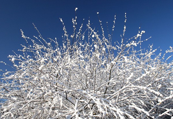 MORNING FLURRY