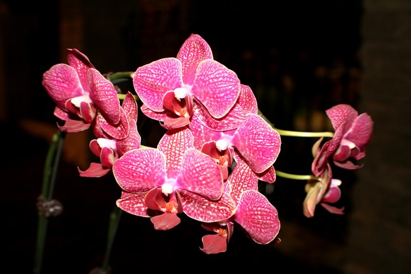 Red Orchides