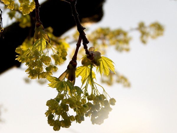 Spring