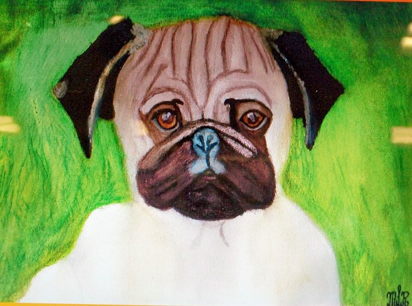 Pug