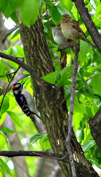 Busy tree