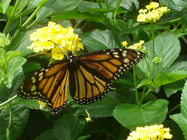 The Tiger