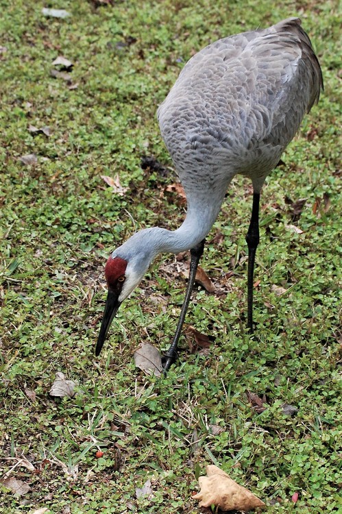 Sandhill Crane is getting tame