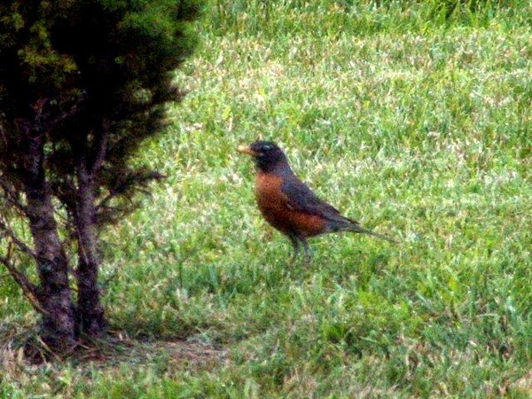 Robin