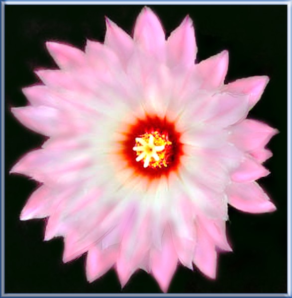 STAR FLOWER FOR SISTER