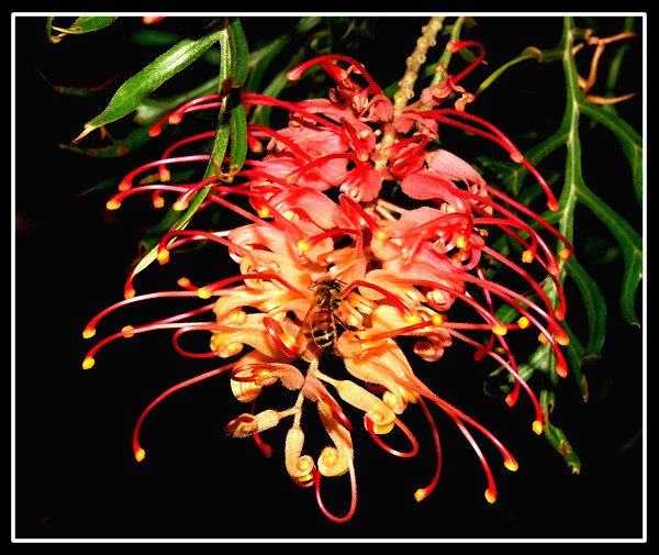 Grevillea Banksii