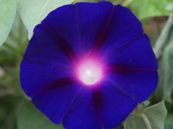 Morning....Glory