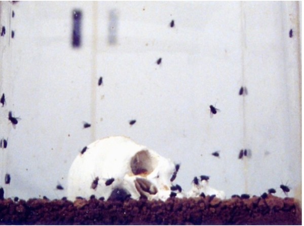 ritrovamento,1995