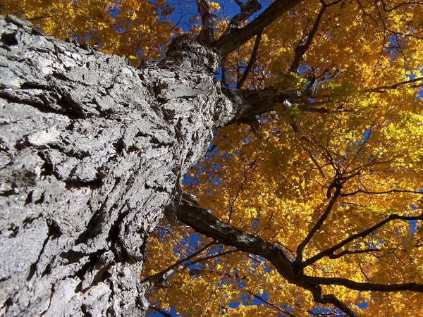 Big Tree Too