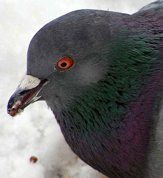 Pigeon Having Lunch