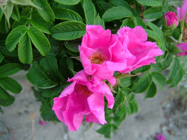 Beach_flowers