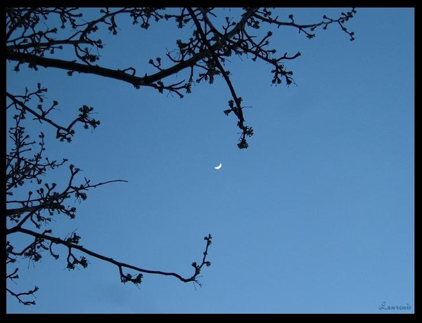 Moonlit Spring