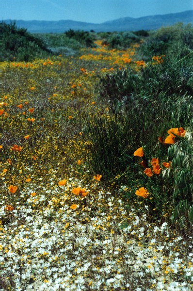 Desert Wildflowers Antelope Acres Calif 1
