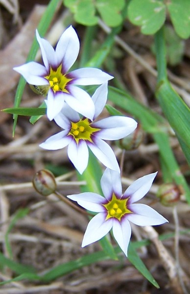 Purple Wild Flowers