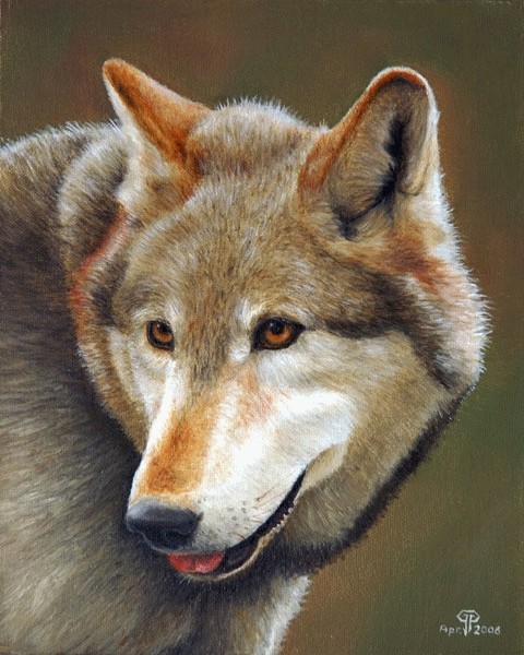 Timber Wolf