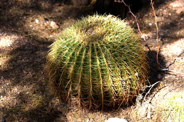 Cactus 2