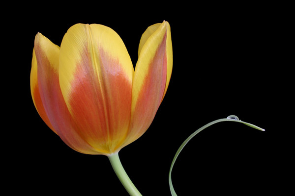 tulip I