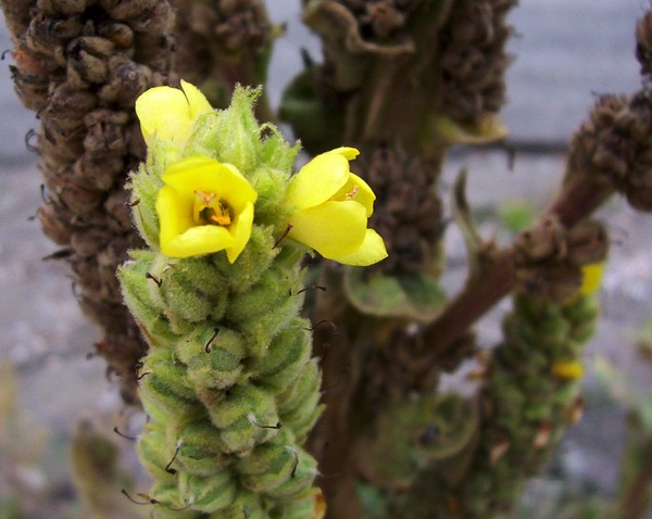 Mullein in Bloom