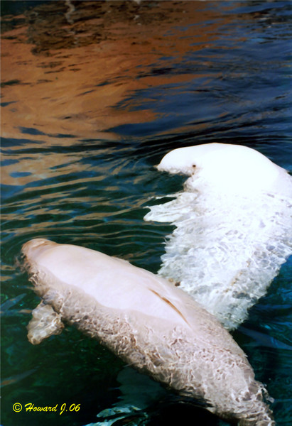 Harmony
