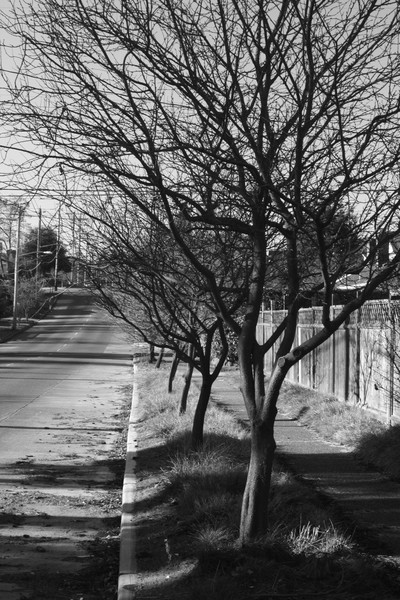 Barren Trees in a Row