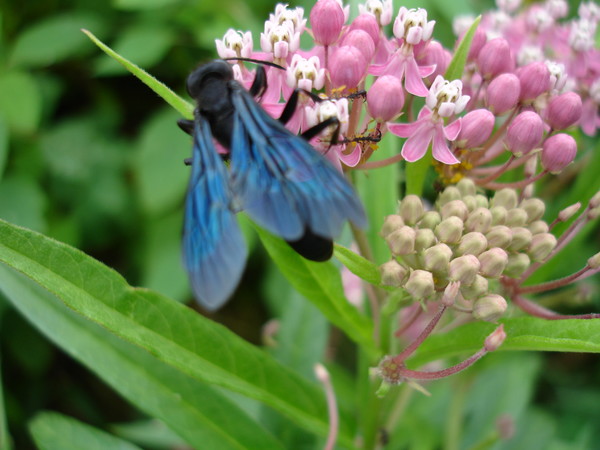What's all the Buzz About?