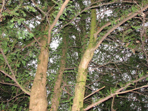 Trees