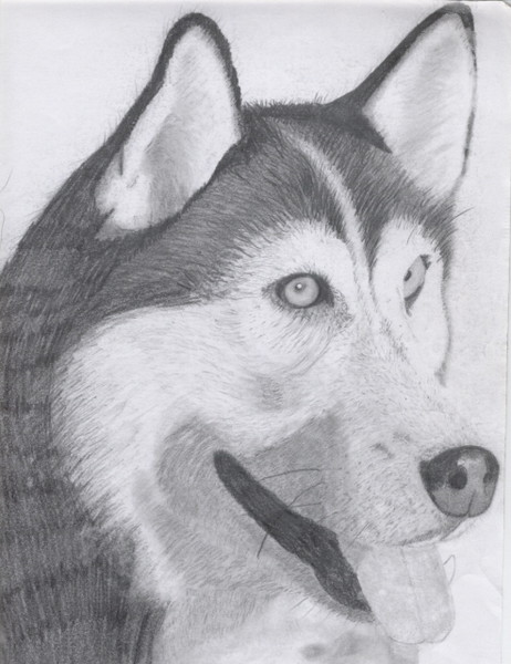 Husky