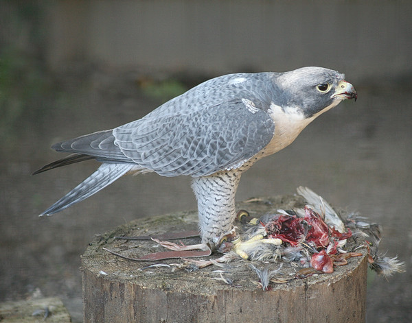 Dinner