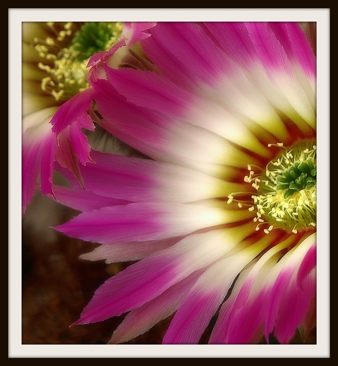 Desert Blooms II