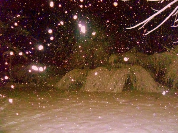 Bamboo Igloos