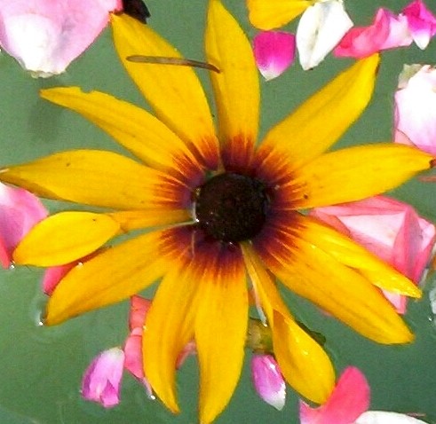 groovy flower