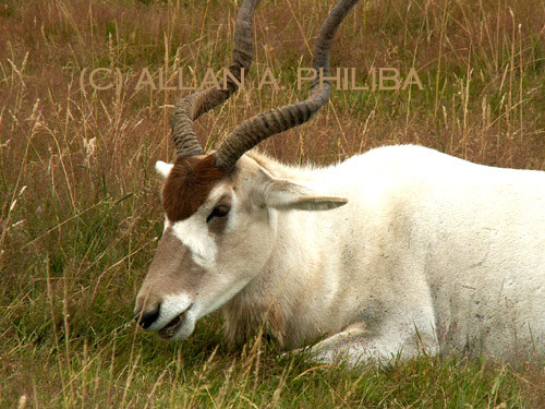 Long Horn Antelope