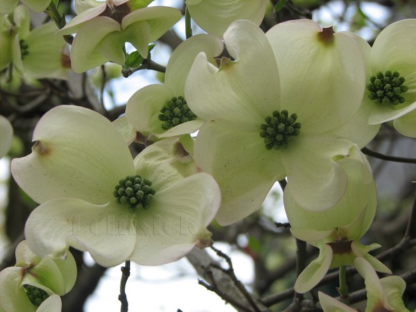 Dogwood_