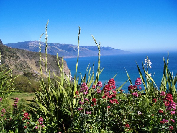 Flowerbed and Ocean