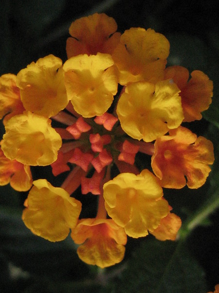 Orange of the Abyss