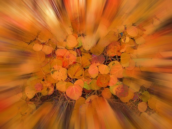 Aspen Glow