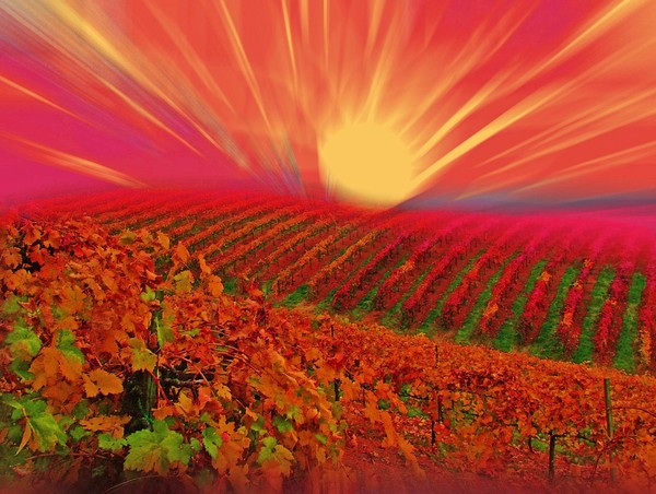Vinyard Sunrise