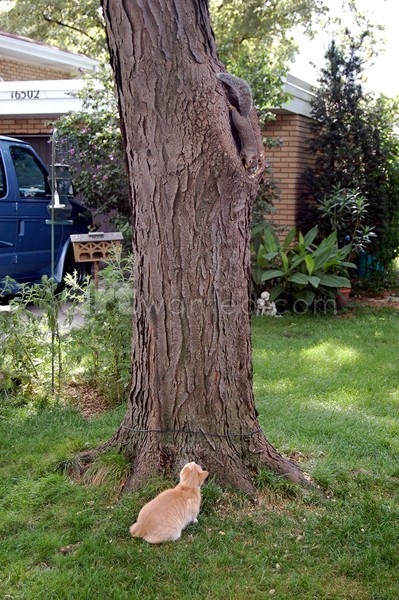 Where Did That Squirrel Go?