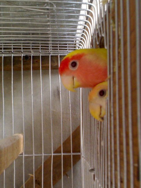 African Lovebirds