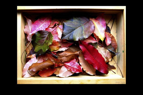 Season Box