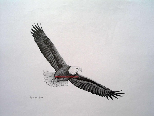 American Bald Eagle