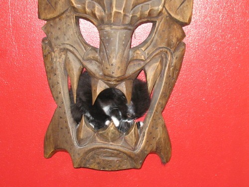 Kitten mouth