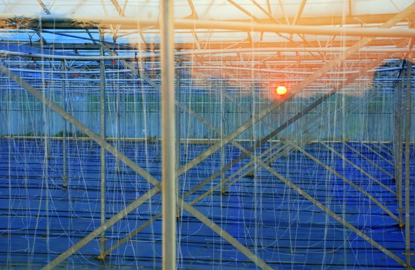 Tomato strings