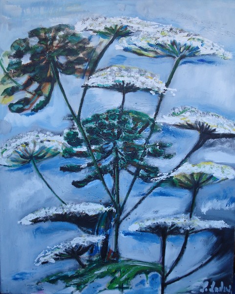 heracleum sphondylium