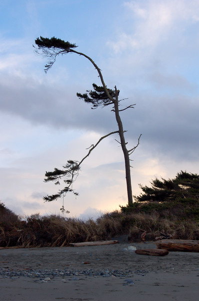 Lonley Tree