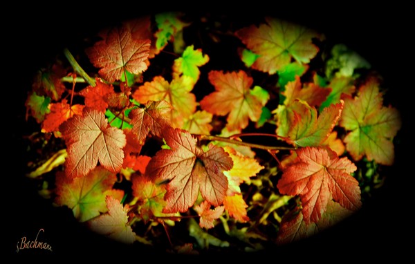Autumn is here !